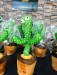 Dancing_cactus..